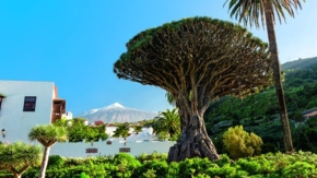 Spanien Teneriffa Drachenbaum Icod DeLos Vinos Foto C Cameris Fotolia